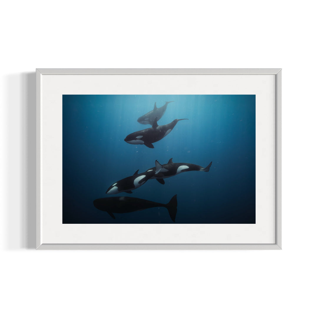 Dinastía | Andres Ibañez | Fine Art PrintPost Hunt